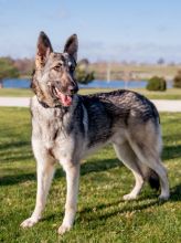 Shep, a.black and tan german shepherd