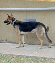 Shep, a black and tan german shepherd