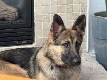 Sierra, a young black and tan german shepherd