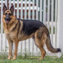 Thor, a black and tan german shepherd