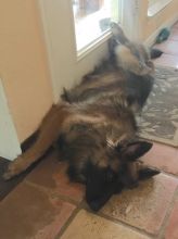 Smokey, chilling by the door