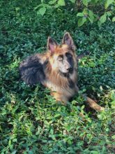 Smokey, a black and red german shepherd