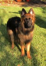 Smokey, a black and red german shepherd