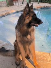 Smokey, a black and red german shepherd lounging by the pool