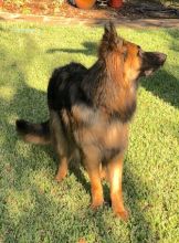 Smokey, a black and red german shepherd