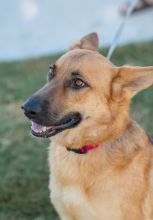 Sonja, a black and tan german shepherd