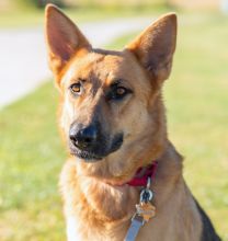 Sonja, a black and tan german shepherd