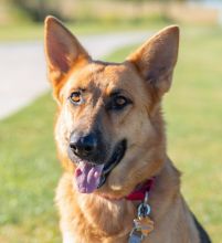 Sonja, a black and tan german shepherd