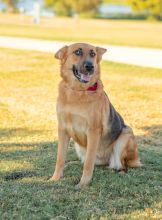 Sonja, a black and tan german shepherd