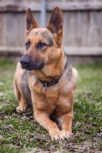 Sophia, a black and tan german shepherd