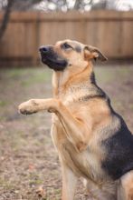 Sophia, a black and tan german shepherd shaking paws