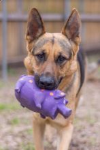 Sophia, a black and tan german shepherd with her toy