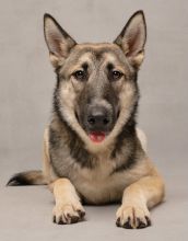 Stevie, a black/tan sable shepherd