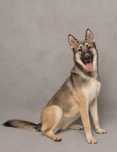 Stevie, a black/tan sable shepherd