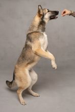 Stevie, a black/tan sable shepherd standing up for a treat