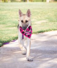 Suzi, a black and sliver german shepherd