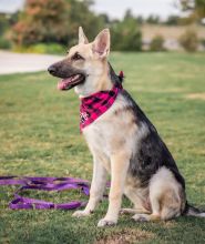 Suzi, a black and sliver german shepherd