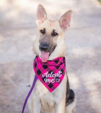 Suzi, a black and sliver german shepherd wearing an adopt me bandana