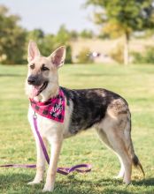 Suzi, a black and sliver german shepherd