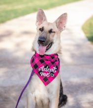 Suzi, a black and sliver german shepherd