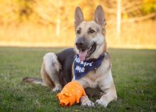 Tito, a black and tan german shepherd