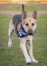 Tito, a black and tan german shepherd