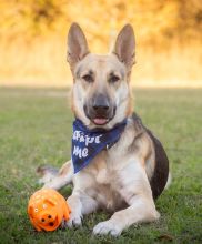 Tito, a black and tan german shepherd