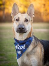 Tito, a black and tan german shepherd