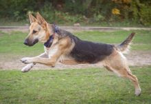 Tito, a black and tan german shepherd leaping through the air