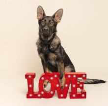Trigger, a black and tan german shepherd