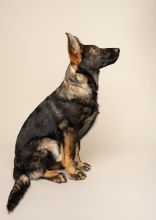 Trigger, a black and tan german shepherd