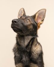 Trigger, a black and tan german shepherd