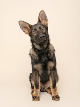 Trigger, a black and tan german shepherd