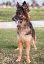 Trixie a beautiful long-haired black and tan german shepherd