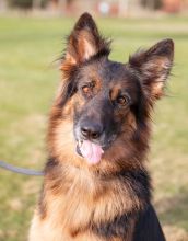 Trixie a beautiful long-haired black and tan german shepherd