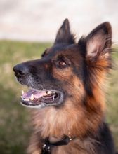 Trixie a beautiful long-haired black and tan german shepherd