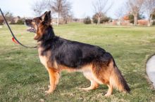 Trixie a beautiful long-haired black and tan german shepherd