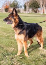 Trixie a beautiful long-haired black and tan german shepherd