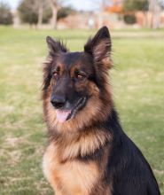 Trixie a beautiful long-haired black and tan german shepherd