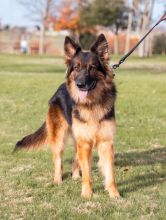 Trixie a beautiful long-haired black and tan german shepherd