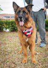 Tully, a black and tan german shepherd