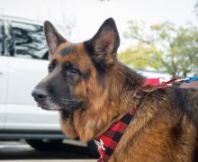 Tully, a black and tan german shepherd