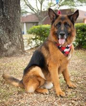 Tully, a black and tan german shepherd