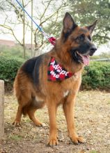 Tully, a black and tan german shepherd