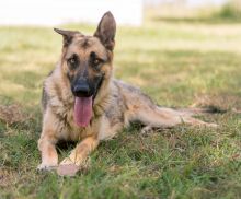 Tzu, a black and tan german shepherd