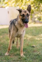 Tzu, a black and tan german shepherd