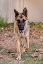 Tzu, a black and tan german shepherd