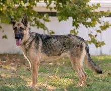 Tzu, a black and tan german shepherd