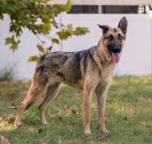 Tzu, a black and tan german shepherd