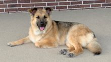 Valentine, a black and tan german shepherd mix